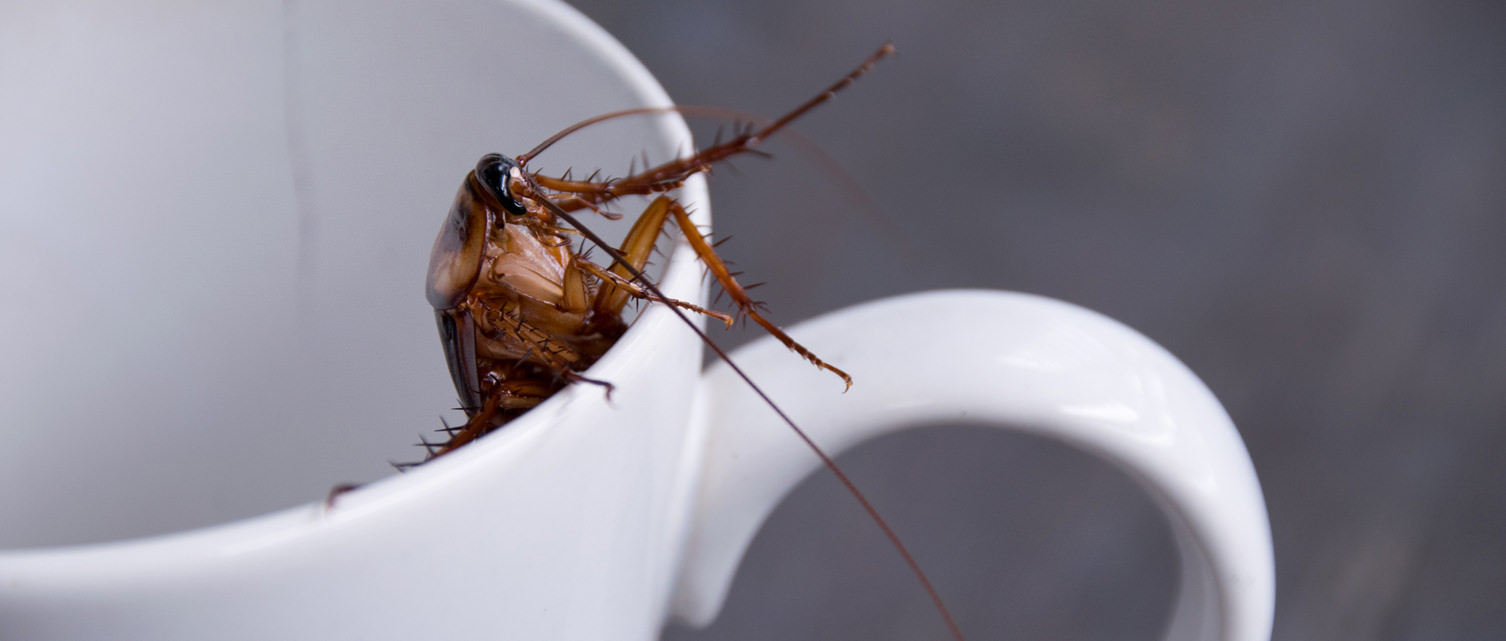 Commercial Pest Control Geelong, Surf Coast, Ocean Grove